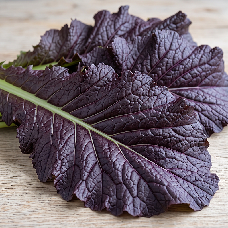 Red Giant Mustard Seeds Biennial Compact Red for Salads