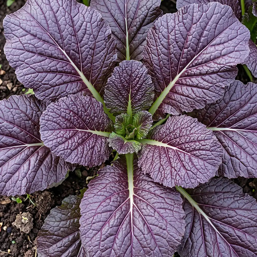 Red Giant Mustard Seeds Biennial Compact Red for Salads