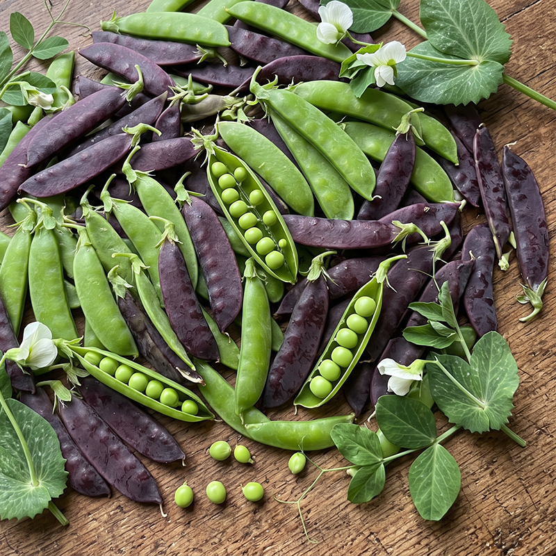 Royal Purple Snow Pea Seeds Annual Climbing Purple for Culinary