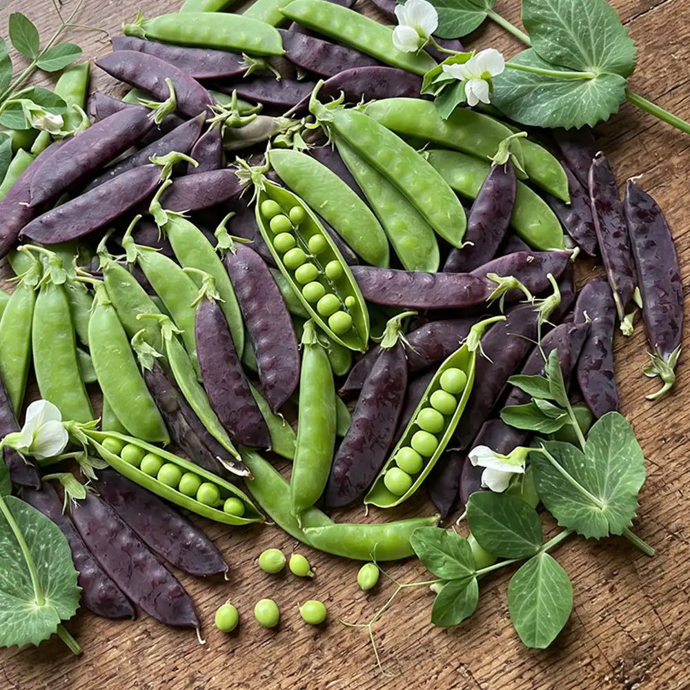 Royal Purple Snow Pea Seeds Annual Climbing Purple for Culinary