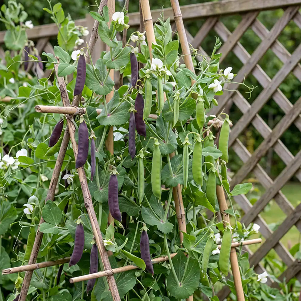 Royal Purple Snow Pea Seeds Annual Climbing Purple for Culinary