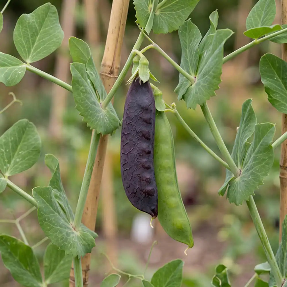 Royal Purple Snow Pea Seeds Annual Climbing Purple for Culinary