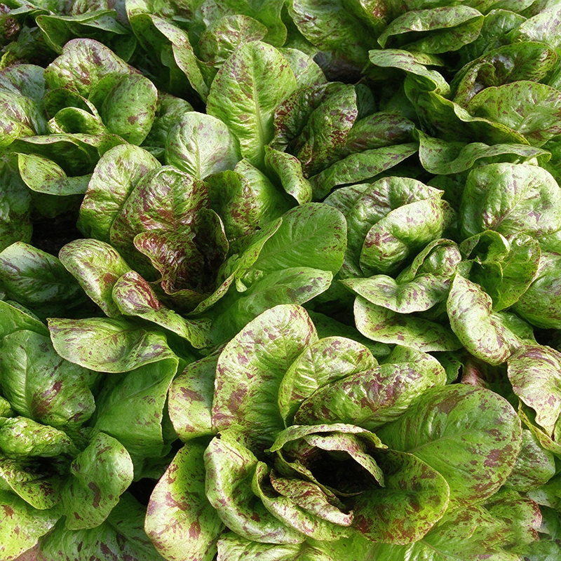 Speckled Heirloom Lettuce Seeds Annual Compact Green for Salads