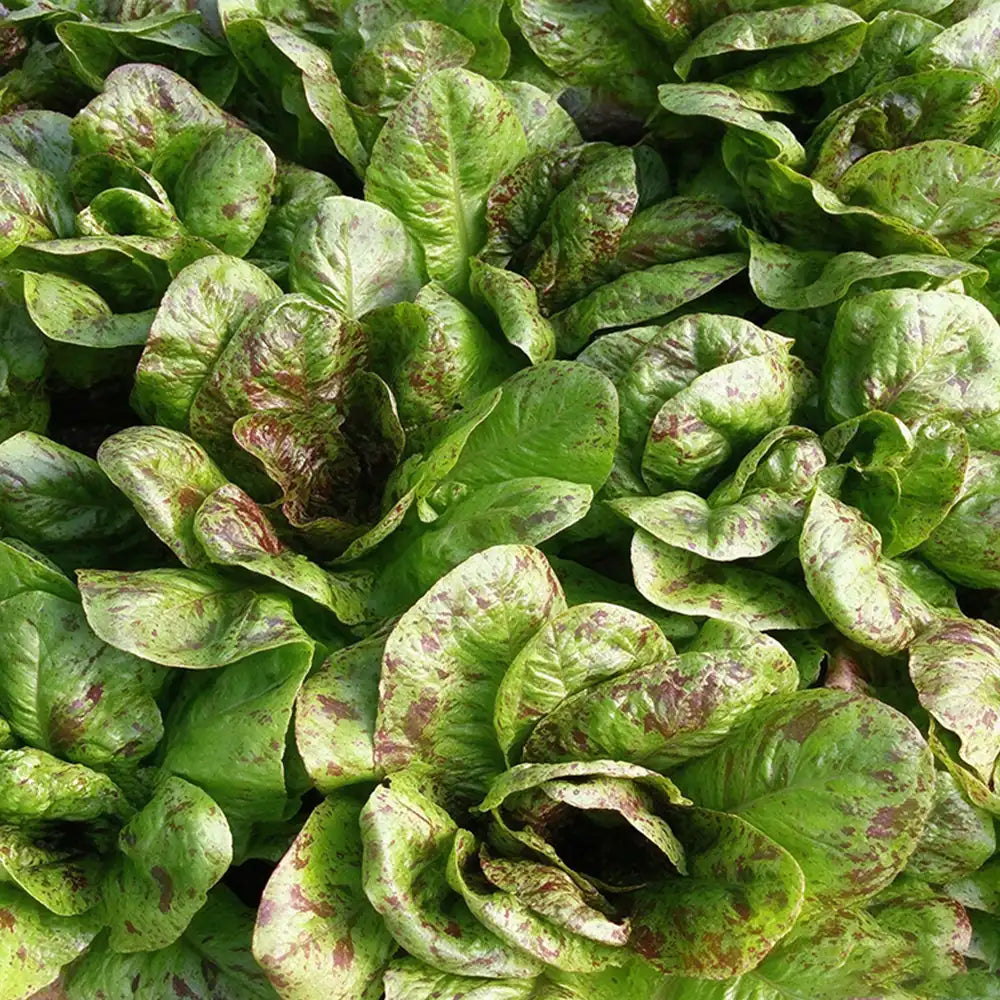 Speckled Heirloom Lettuce Seeds Annual Compact Green for Salads