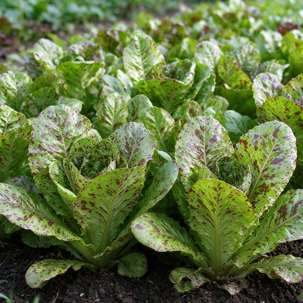Speckled Heirloom Lettuce Seeds Annual Compact Green for Salads
