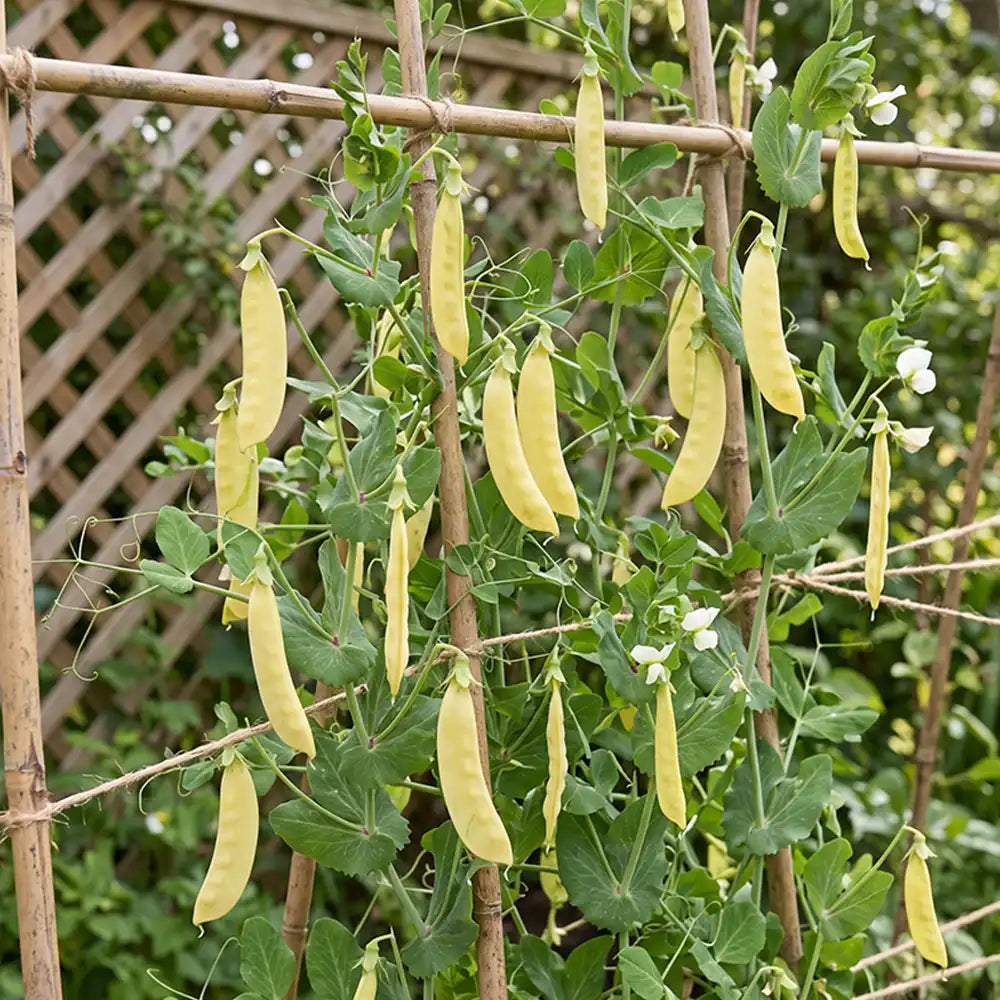 Sunshine Golden Snow Pea Seeds Annual Climbing Yellow for Culinary