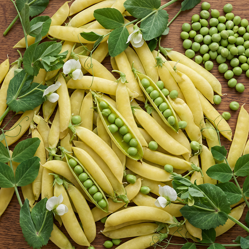 Sunshine Golden Snow Pea Seeds Annual Climbing Yellow for Culinary