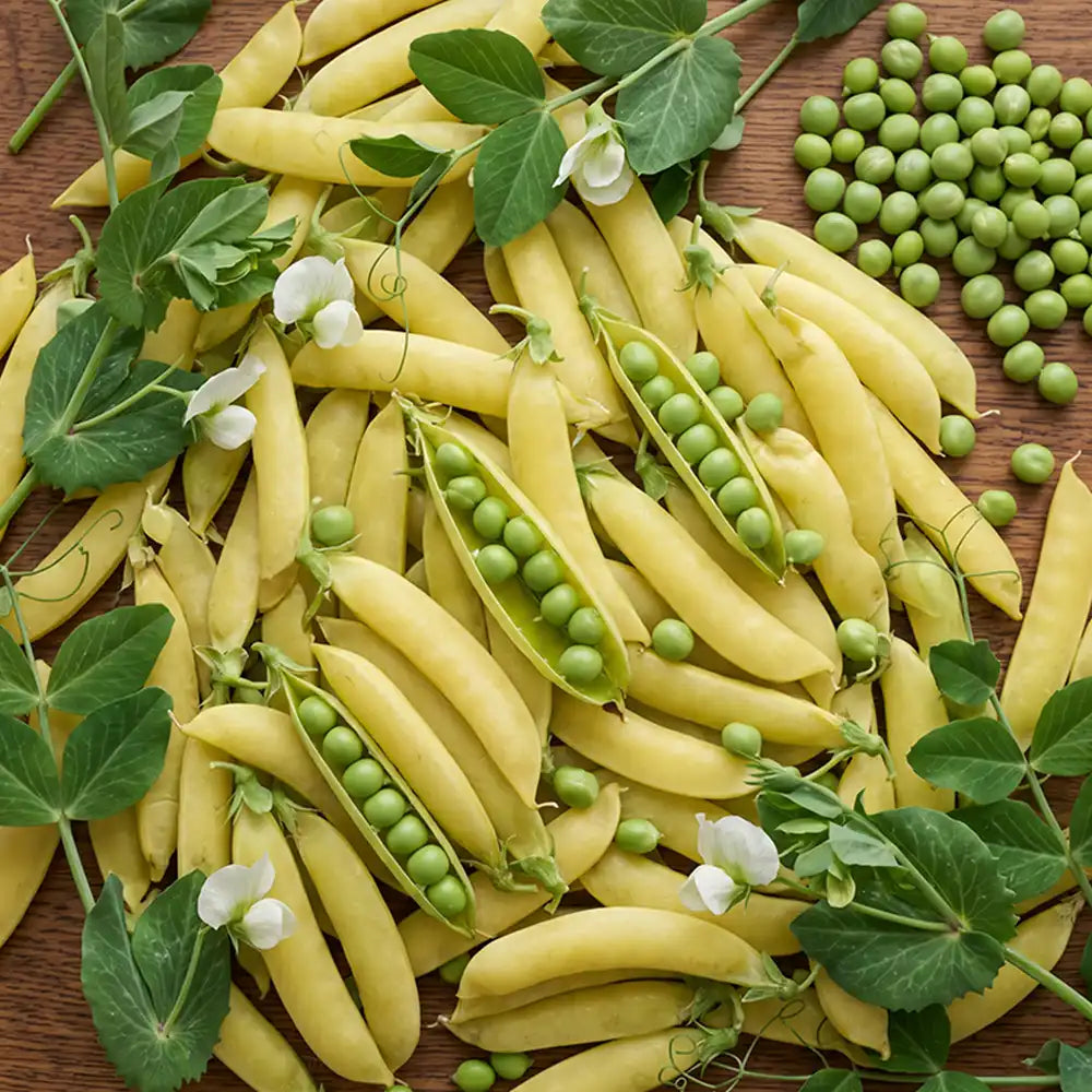 Sunshine Golden Snow Pea Seeds Annual Climbing Yellow for Culinary