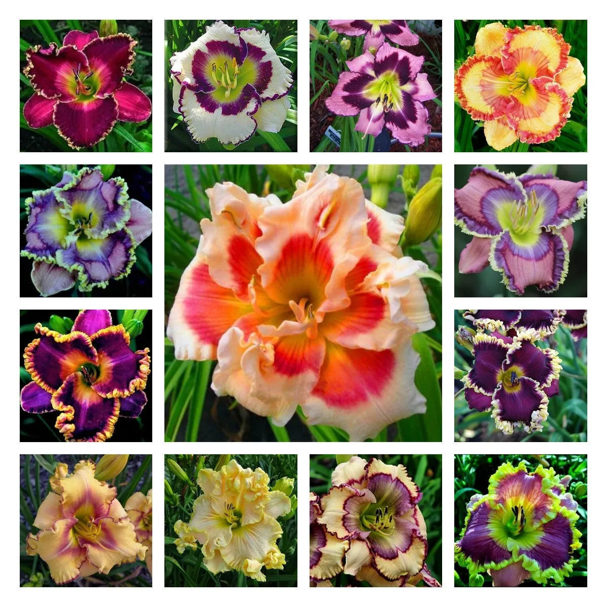 Daylily Hybrid Flowers Seeds, Hemerocallis Hybrid
