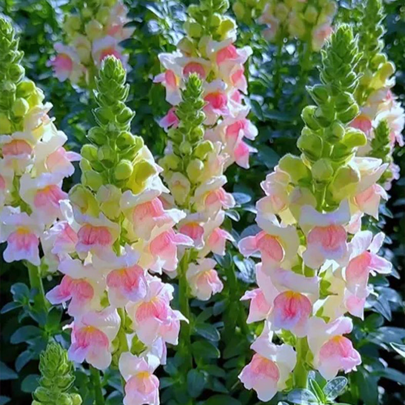 Mixed Color Cut Snapdragon flower Seeds