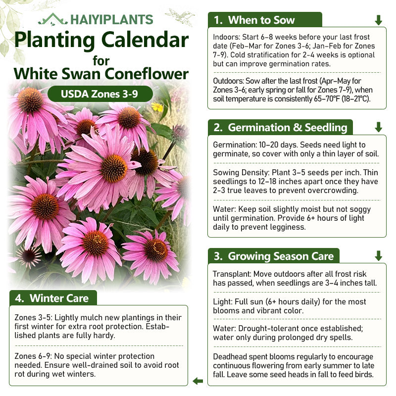 Purple Coneflower Seeds - Hardy Native Perennial Pollinator Flower