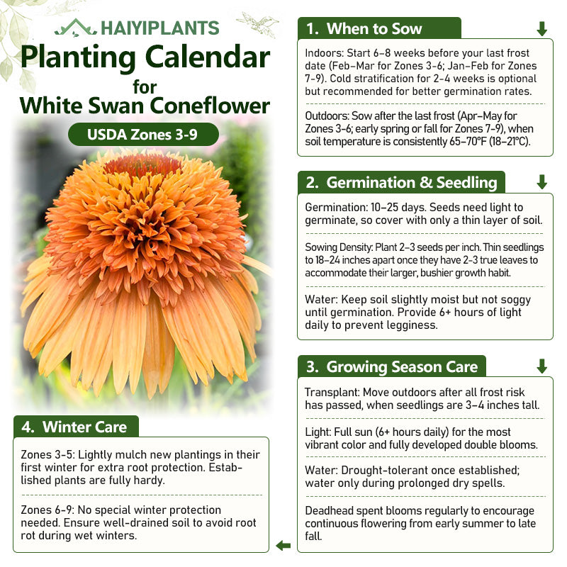 Double Orange Coneflower Seeds - Rare Hardy Perennial Pollinator Flower