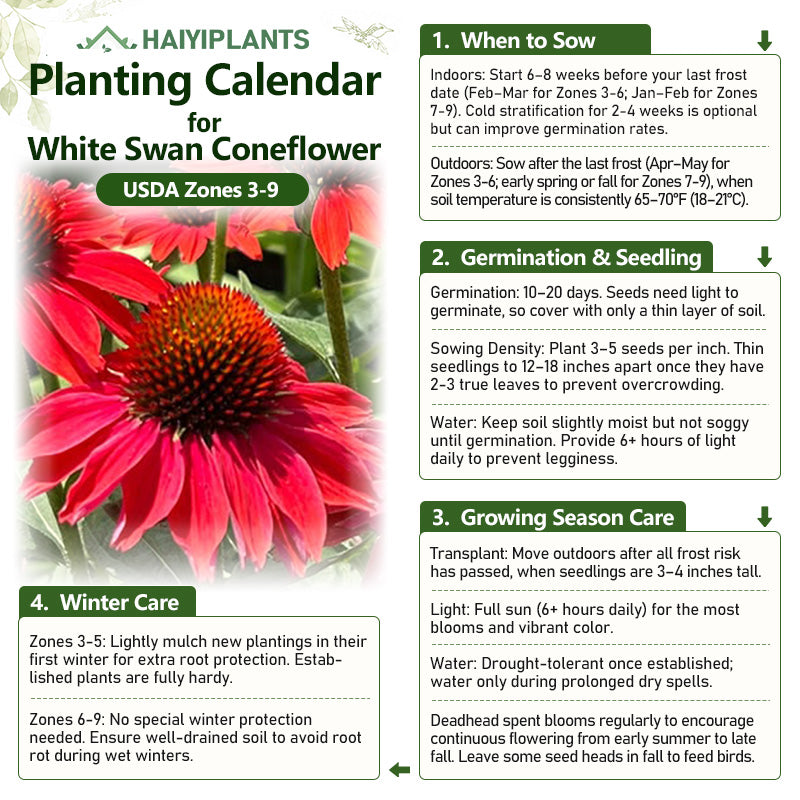 Red Coneflower Seeds - Vibrant Hardy Perennial Pollinator Flower