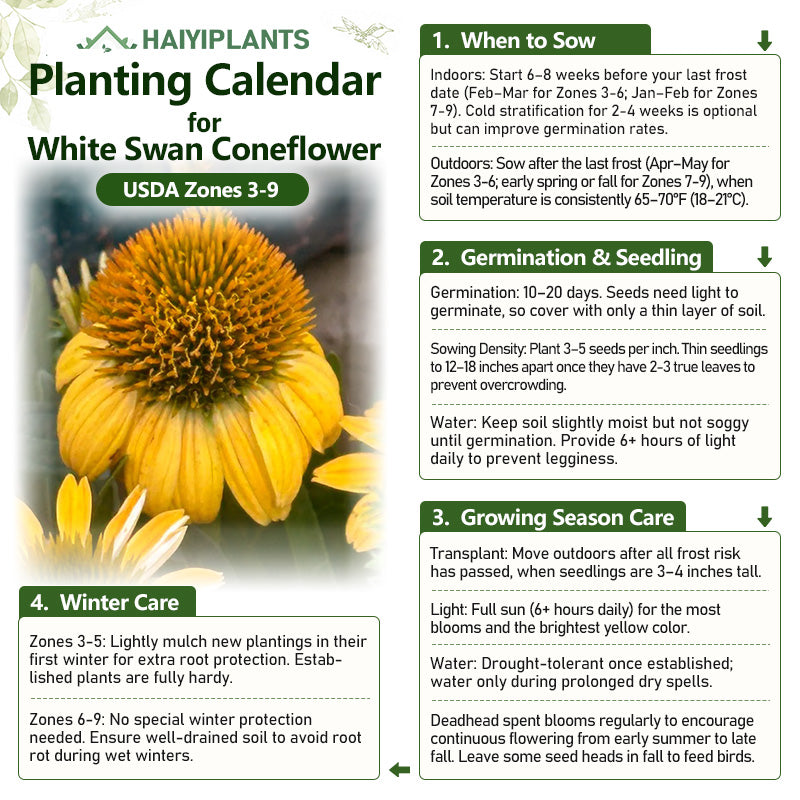 Yellow Coneflower Seeds - Bright Hardy Perennial Pollinator Flower