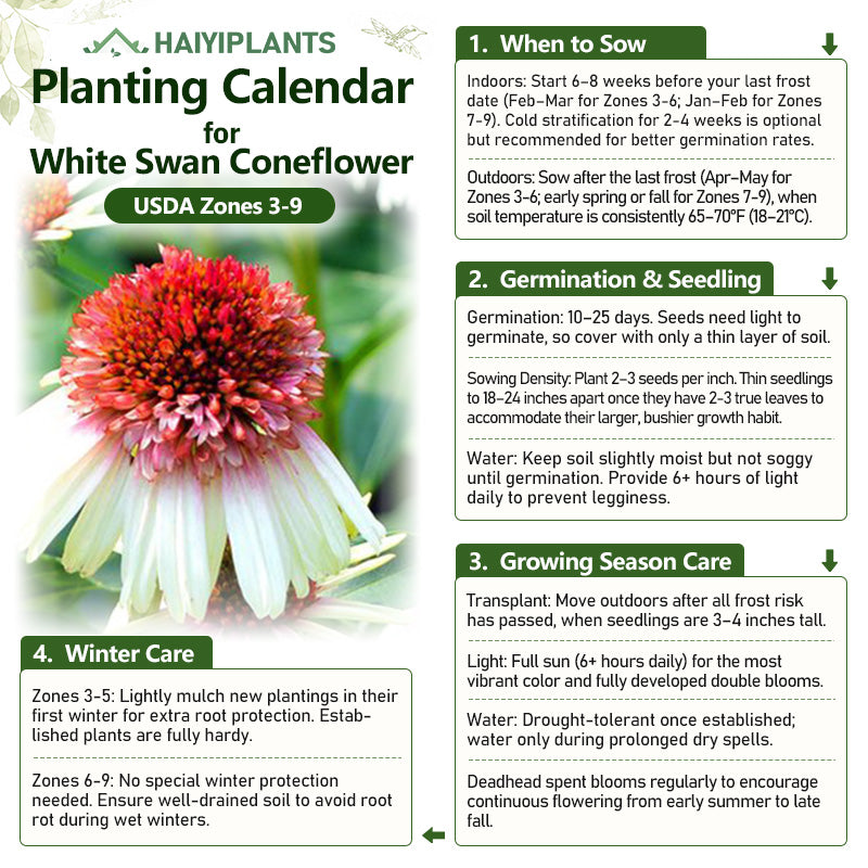 Double Bicolor Coneflower Seeds - Rare Hardy Perennial Pollinator Flower