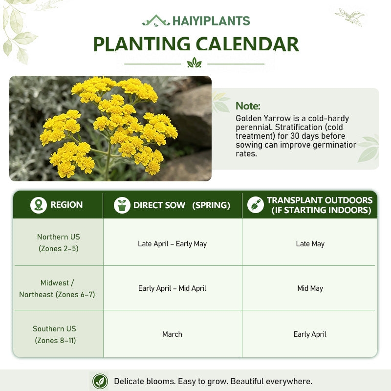 Golden Yarrow (Achillea filipendulina) Seeds