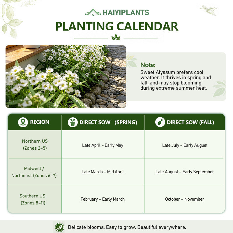 Sweet Alyssum (Lobularia maritima) Seeds