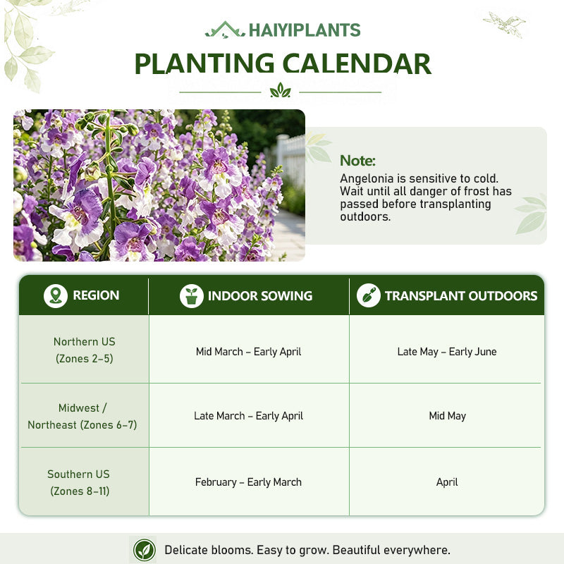 Bicolor Lavender & White Summer Snapdragon (Angelonia angustifolia) Seeds