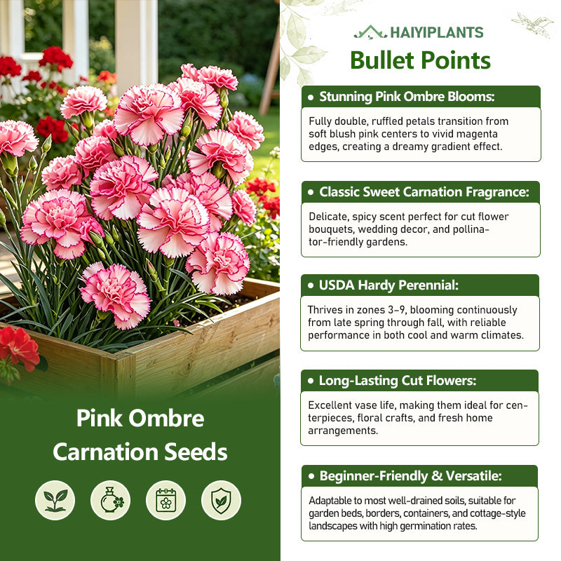 Pink Ombre Carnation Seeds