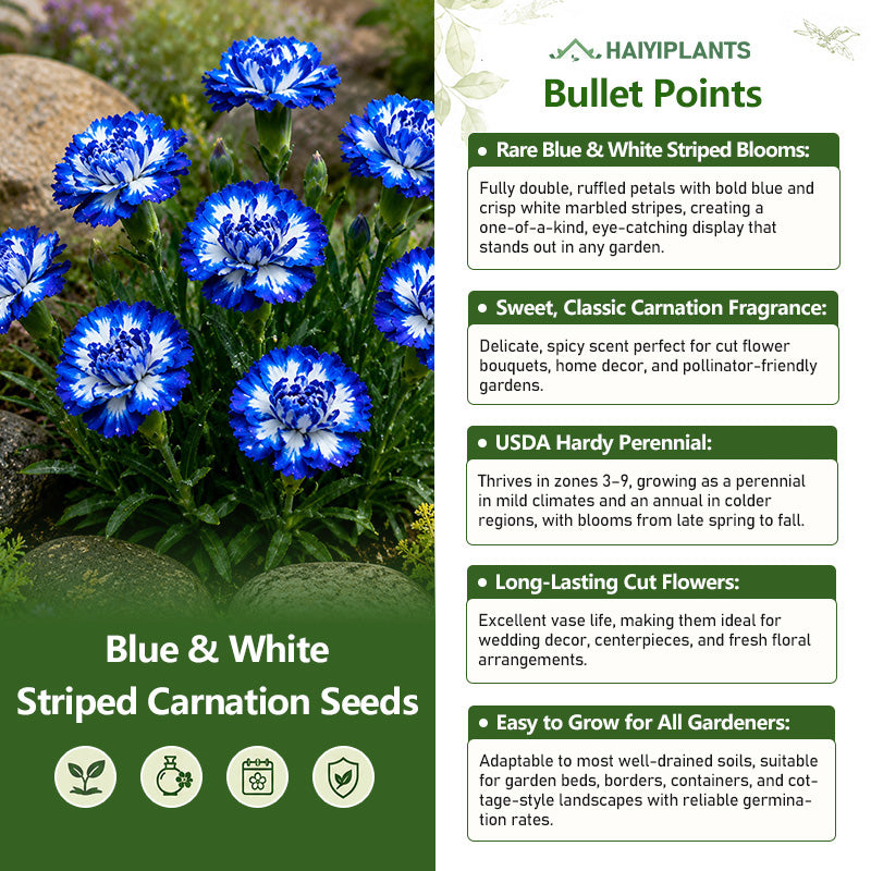 Blue & White Striped Carnation Seeds