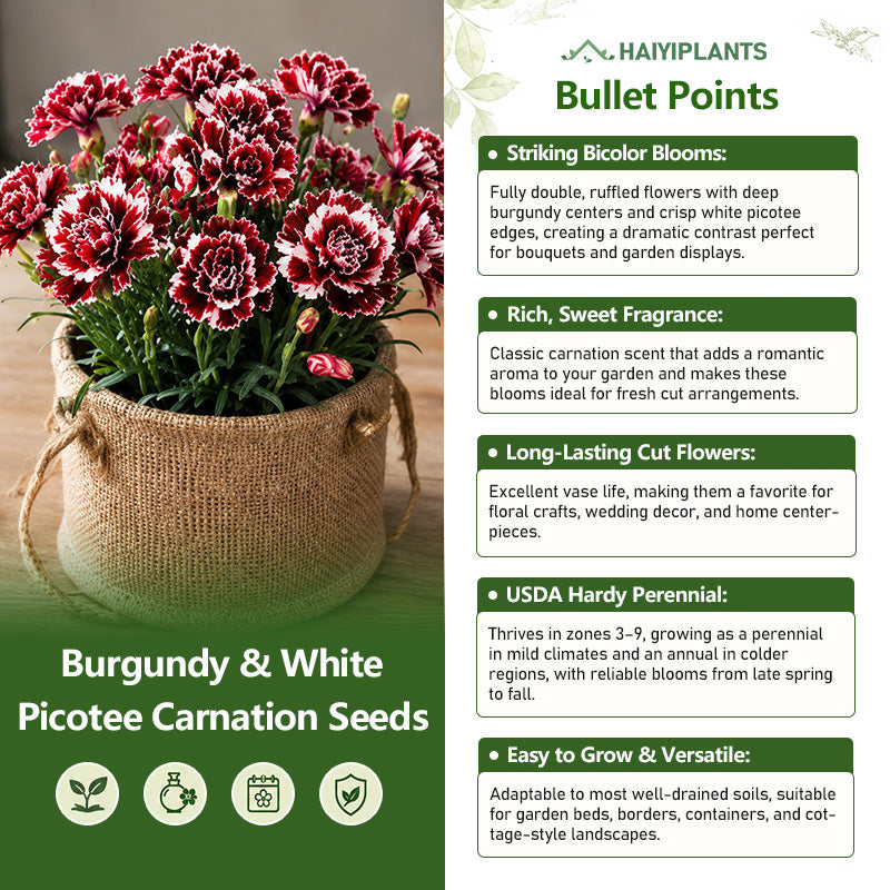 Burgundy & White Picotee Carnation Seeds