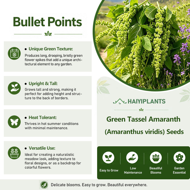Green Tassel Amaranth (Amaranthus viridis) Seeds