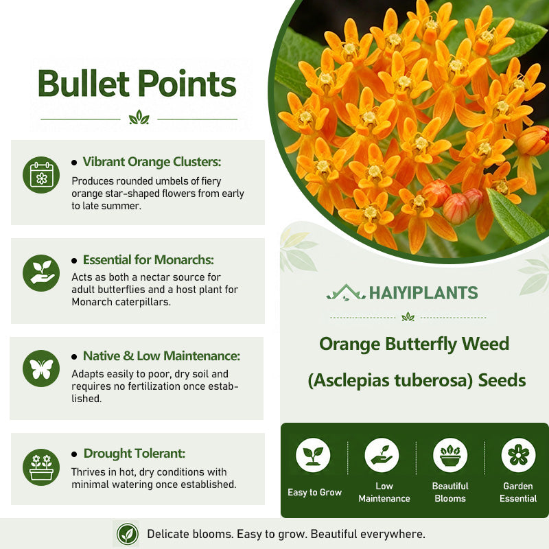 Orange Butterfly Weed (Asclepias tuberosa) Seeds