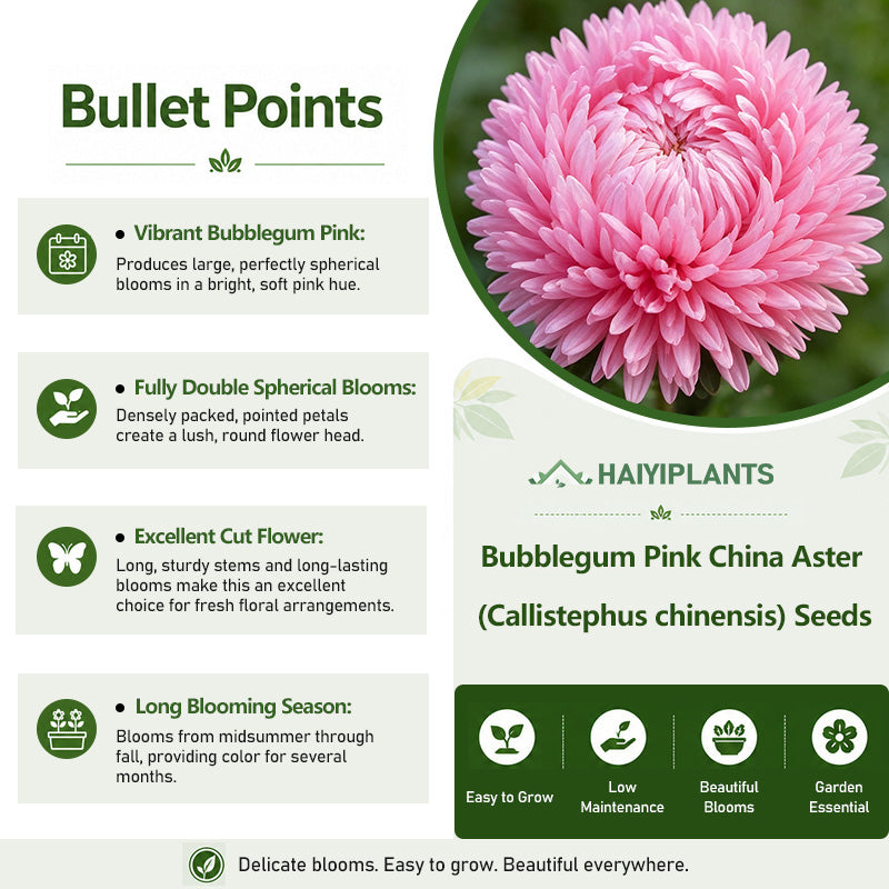 Bubblegum Pink China Aster (Callistephus chinensis) Seeds