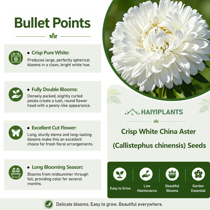 Crisp White China Aster (Callistephus chinensis) Seeds