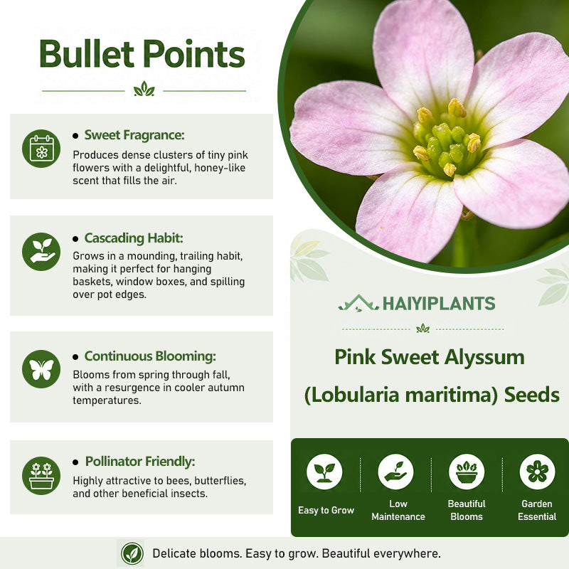 Pink Sweet Alyssum (Lobularia maritima) Seeds