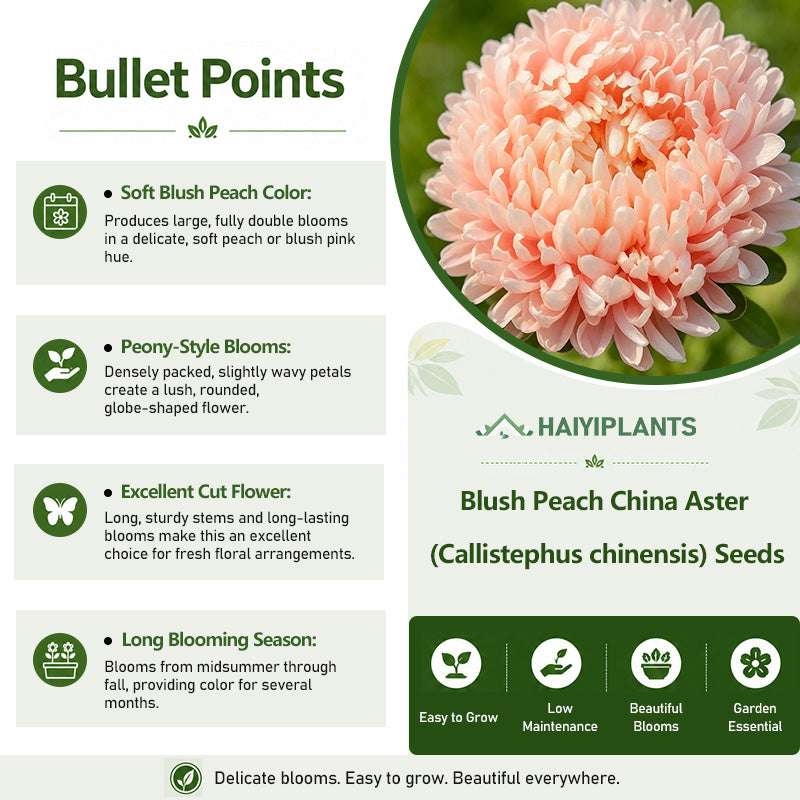Blush Peach China Aster (Callistephus chinensis) Seeds