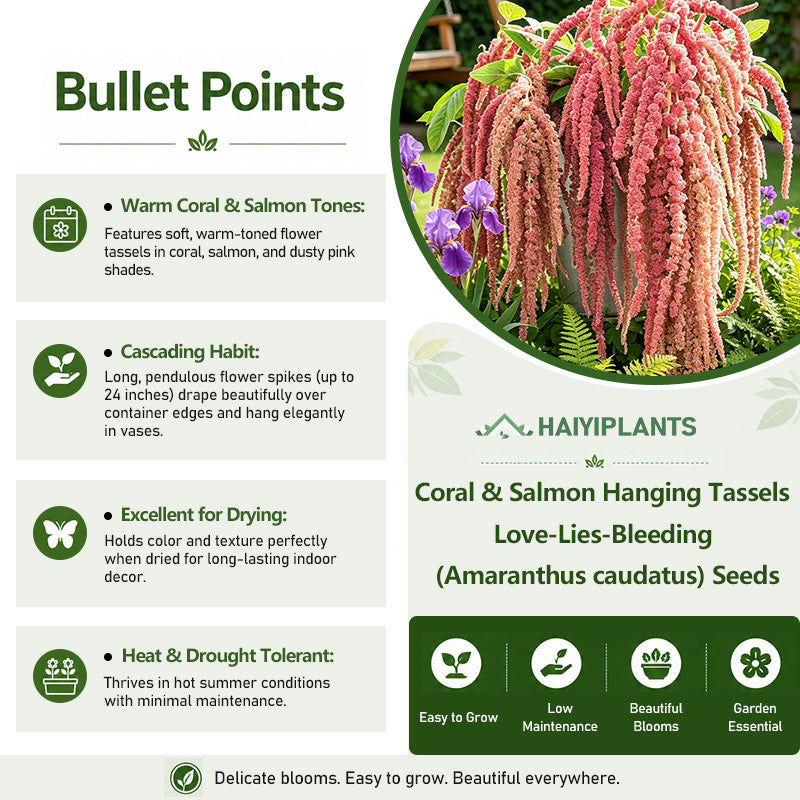 Coral & Salmon Hanging Tassels – Love-Lies-Bleeding (Amaranthus caudatus) Seeds