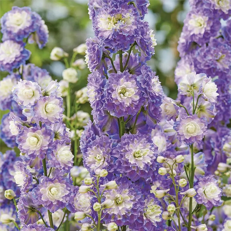 Delphinium Seeds Suitable for autumn & winter