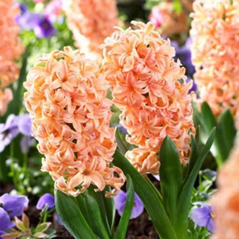 Mixed Color Hyacinth Seeds