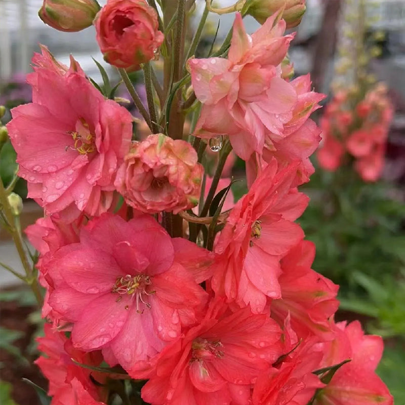 Delphinium Seeds Suitable for autumn & winter