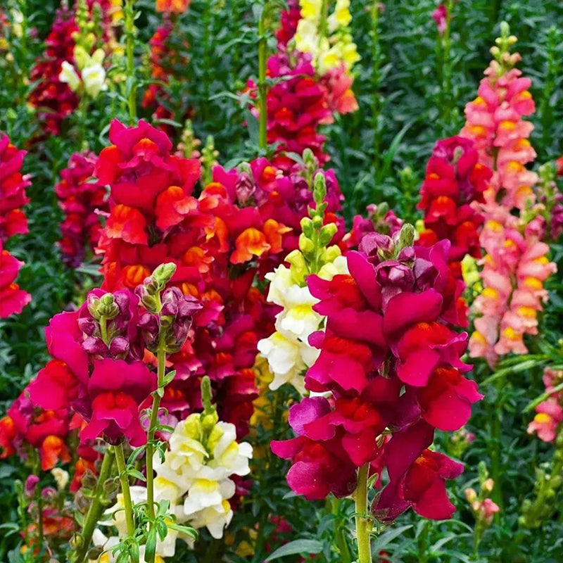 Mixed Color Cut Snapdragon flower Seeds