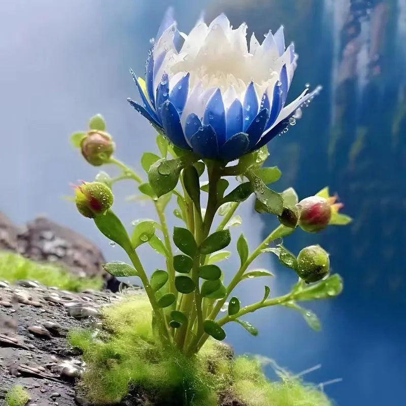 Loto de la fortuna poco común