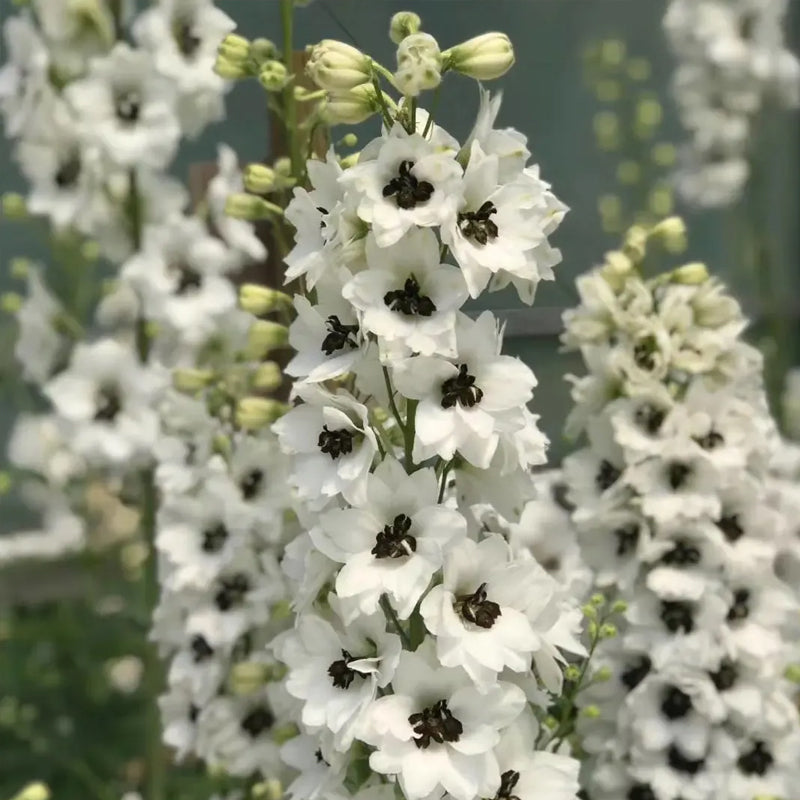 Delphinium Seeds Suitable for autumn & winter