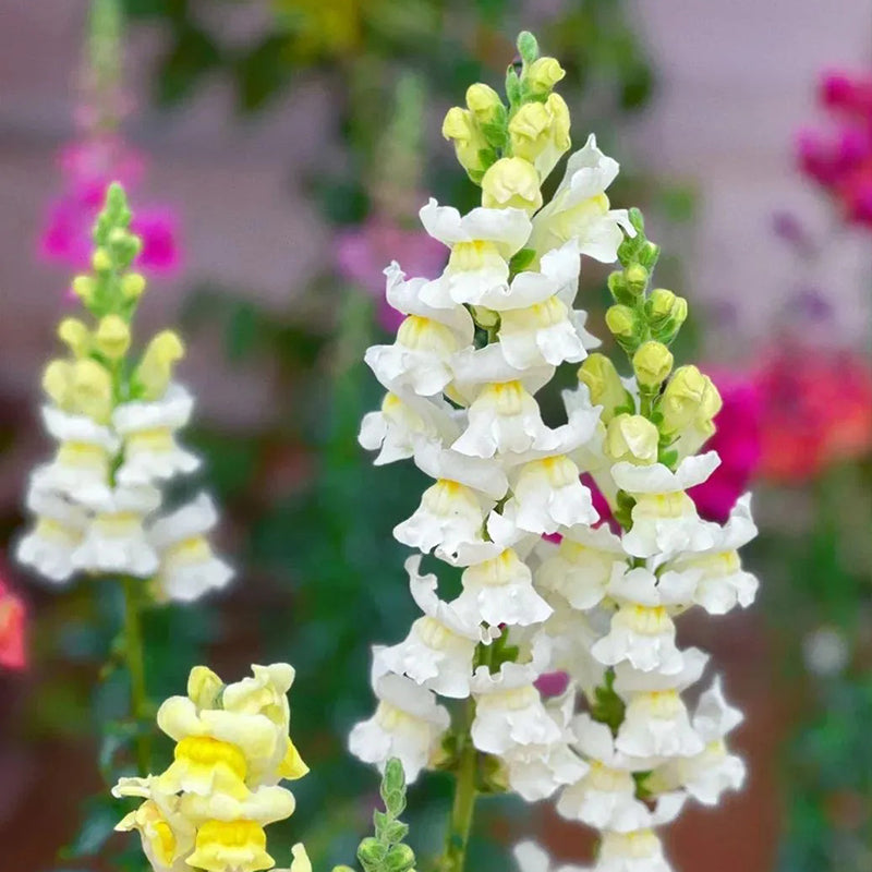 Mixed Color Cut Snapdragon flower Seeds