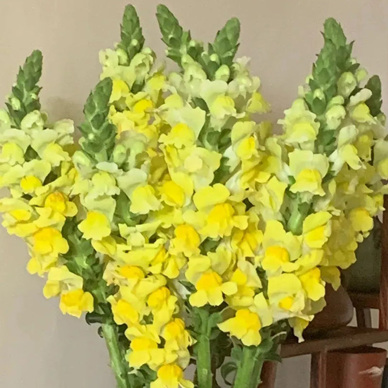 Mixed Color Cut Snapdragon flower Seeds