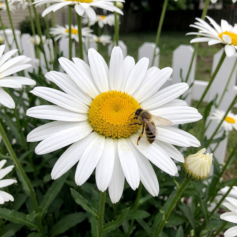 Silver Princess Daisy Seeds Perennial Compact Single for Cottage Gardens