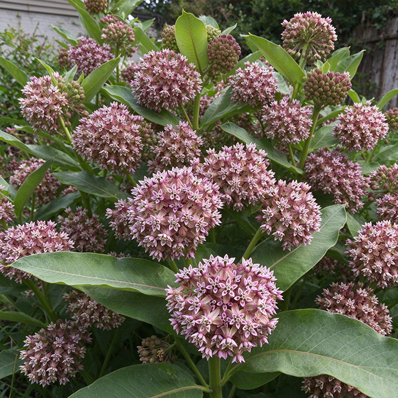 Common Milkweed Seeds Perennial Tall Single for Butterfly Gardens