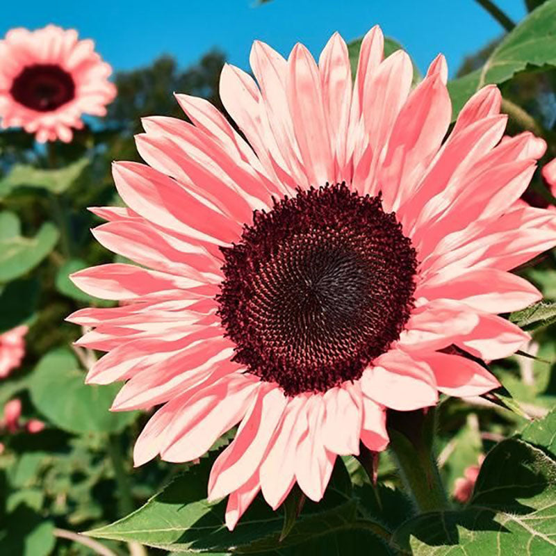 Midnight Oil Pink Sunflowers Seeds
