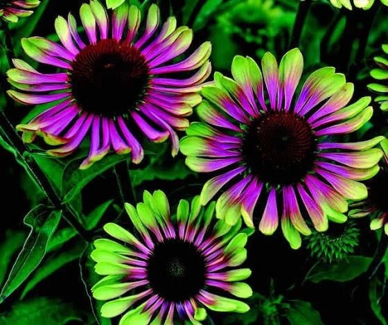 Cyberpunk Hybrid Sunflower Seeds