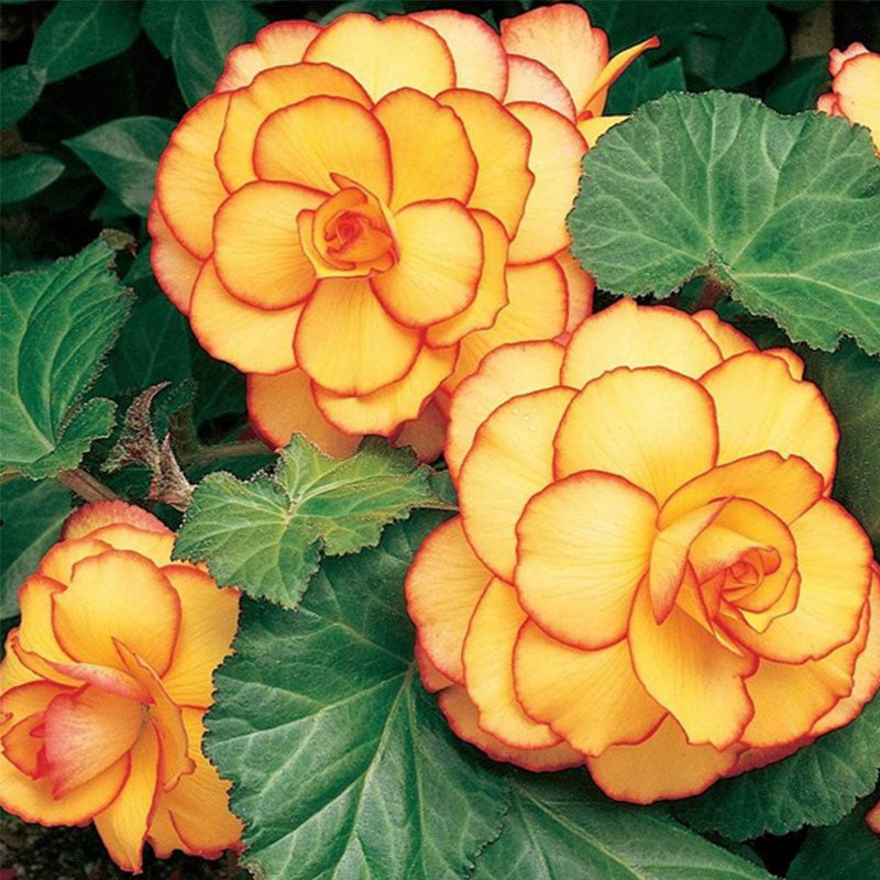 Yellow-Red Begonia Flower Seeds