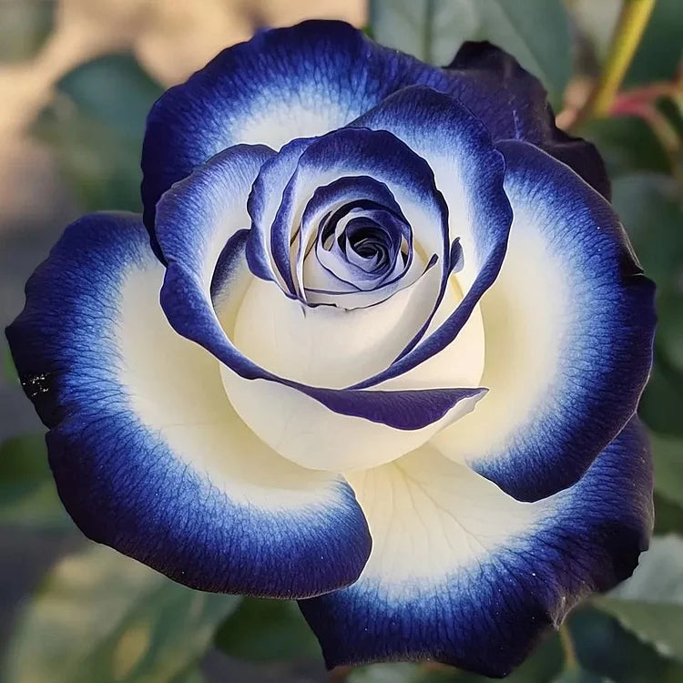 Rare Blue Moon Rose & Multi-Colored Petal Lace Rose Seeds