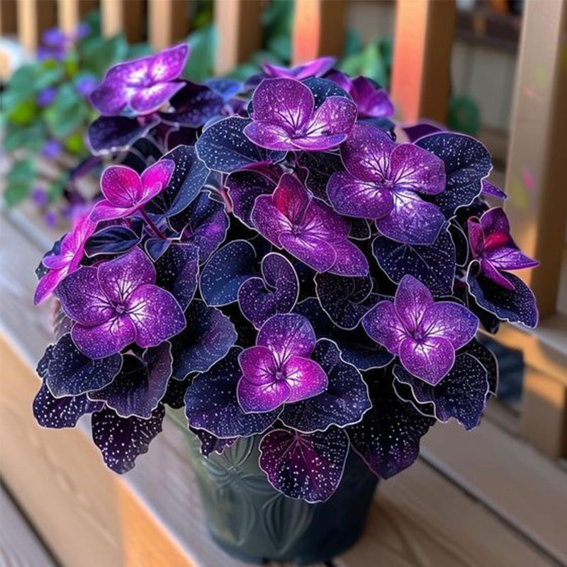 Begonia Rex 'Cosmic Purple' Seeds