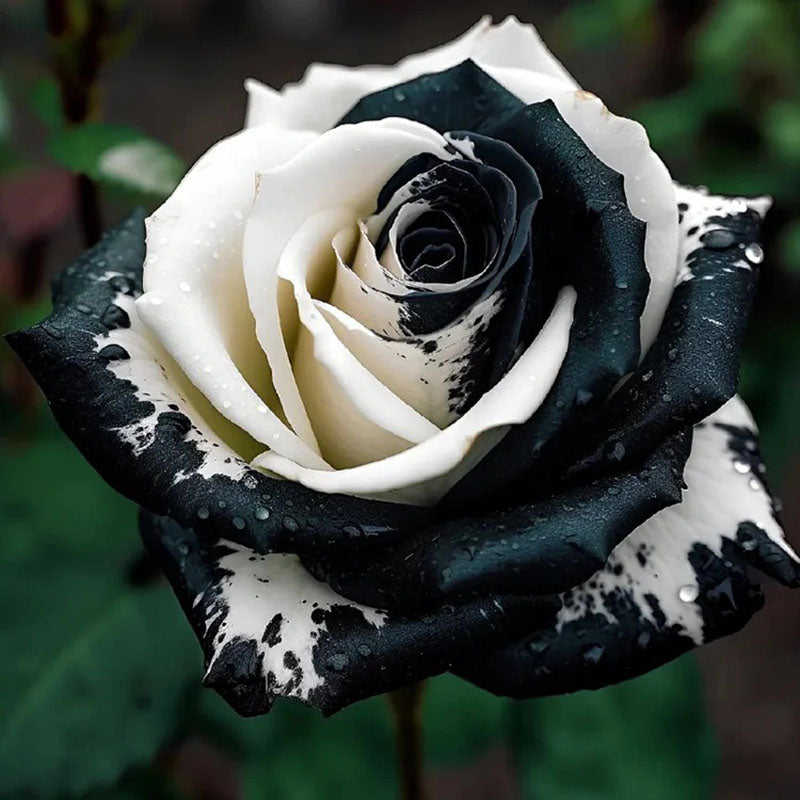 Black&White Kuyla Twin Roses Seeds