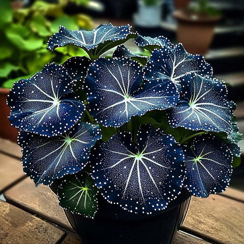 Blue Night Spark Begonia Seeds