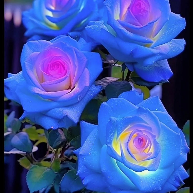 Rare Bag Blue Pink Rose Seeds Scented Plants Flowers